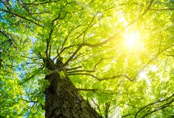 Pogoda na poniedziałek - 3 września. Słoneczny początek roku szkolnego