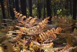 Pogoda. Susza się pogłębia. Kiedy wystąpią mocniejsze opady?