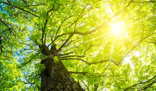 Pogoda na poniedziałek - 3 września. Słoneczny początek roku szkolnego