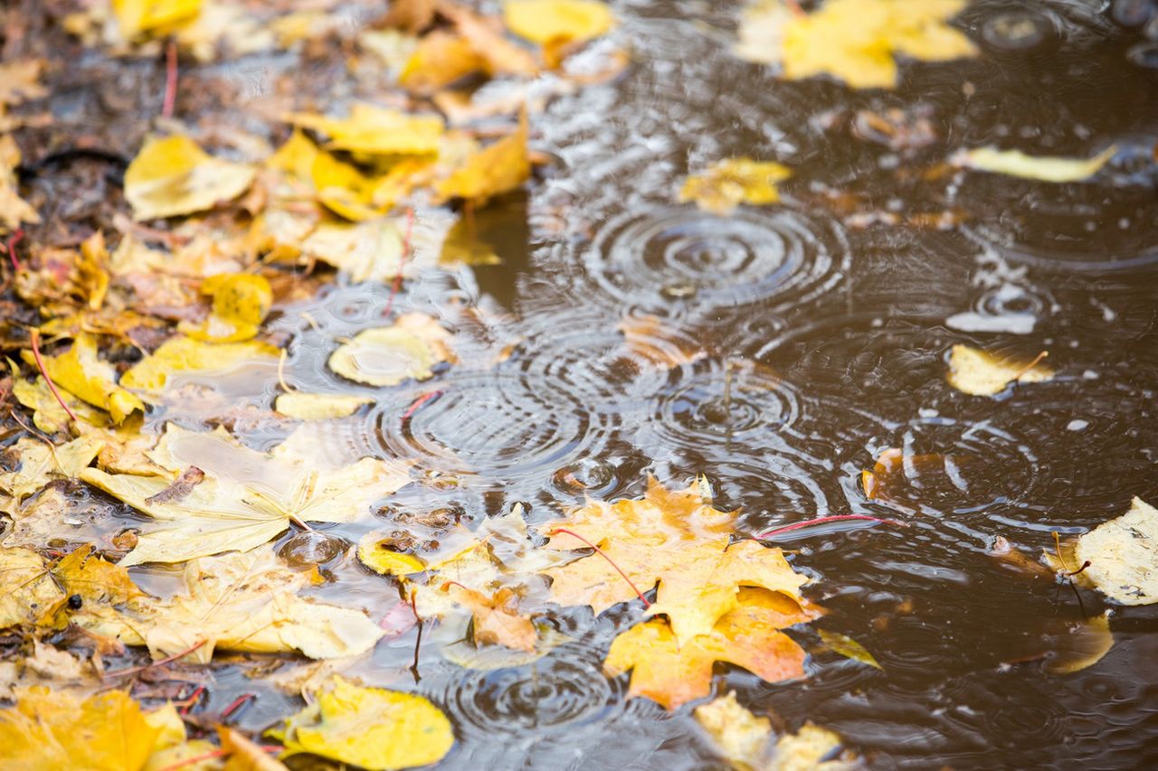 Pogoda na najbliższe dni i 1 listopada. Wietrznie, mroźnie i deszczowo