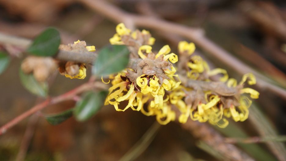 Pogoda w Polsce szaleje. Kwitną bazie, wciąż też trwa sezon na grzyby.