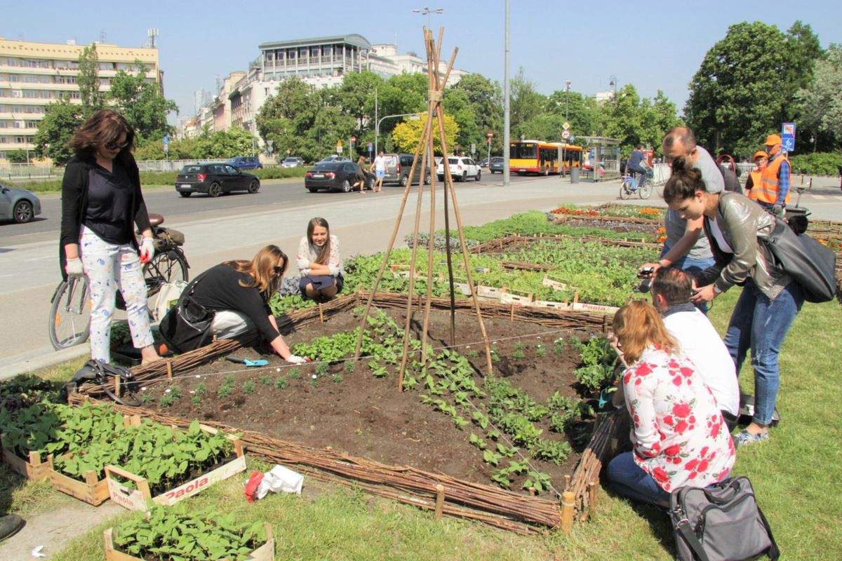 Ogródek warzywny w centrum stolicy