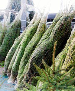 Chcesz dostać choinkę za darmo? Wystarczy, że w zamian oddasz śmieci