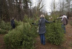 Najstarsza złodziejka choinki ma 90 lat. "Darmowe" drzewko kusi, a może słono kosztować
