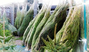 Cena choinki od lat stabilna. Polacy wydadzą na świąteczne drzewko kilkaset złotych