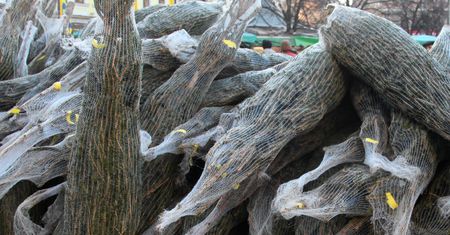 Namysłów: skradzioną choinkę wcisnął żonie i wskoczył za kanapę