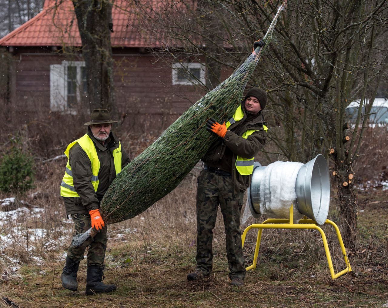 Bożonarodzeniowa choinka. Sprawdzone sposoby pielęgnacji drzewka