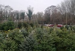 Choinkę planuje zakupić dwie trzecie Polaków. Ponad połowa z nich sięgnie po sztuczną