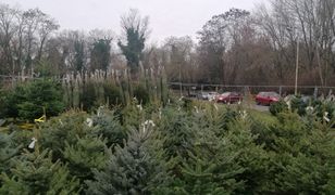 Choinkę planuje zakupić dwie trzecie Polaków. Ponad połowa z nich sięgnie po sztuczną