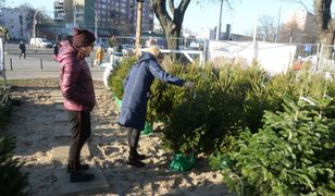 Choinkę na święta lepiej wypożyczyć. Jest tanio i ekologicznie