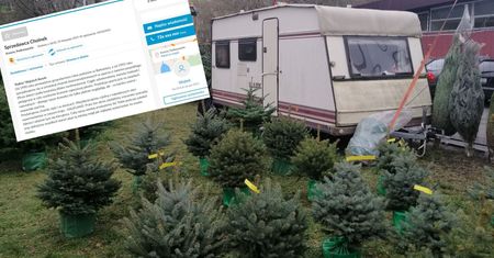 Na sprzedaży choinek zarobisz nawet 6 tys. zł. "To już ostatni dzwonek"