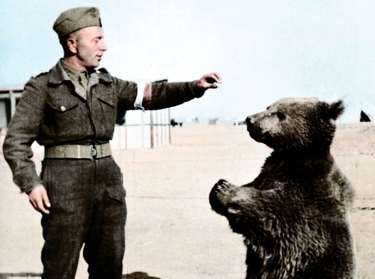 Miś Wojtek doczeka się kolejnego filmu. Brytyjczycy są nim zachwyceni