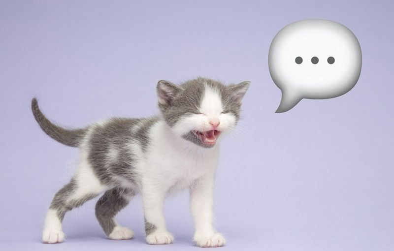 Tak koty świętują Dzień Emoji