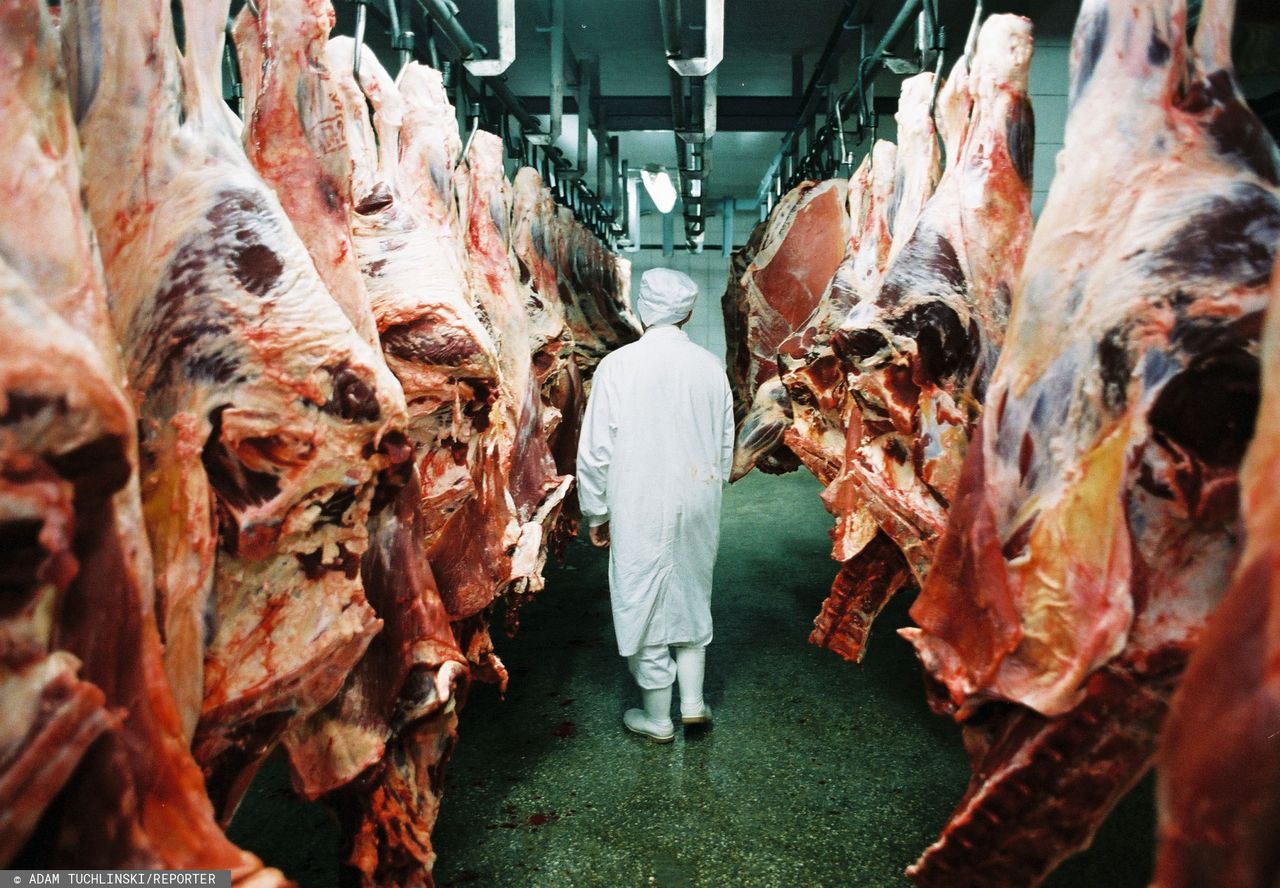 Ubój zwierząt pod okiem kamery. Zaostrzą przepisy po bulwersującym reportażu