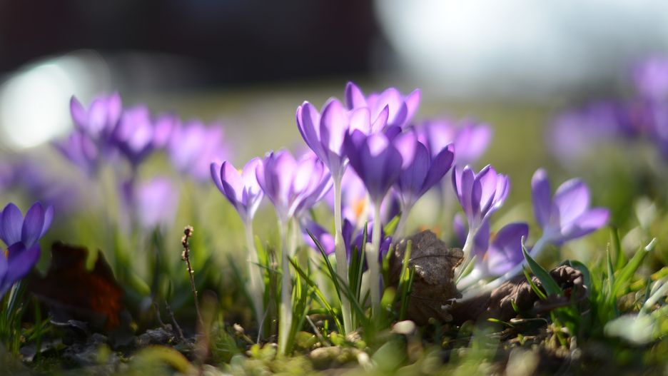 Przed nami kilka ciepłych, pogodnych, wiosennych dni