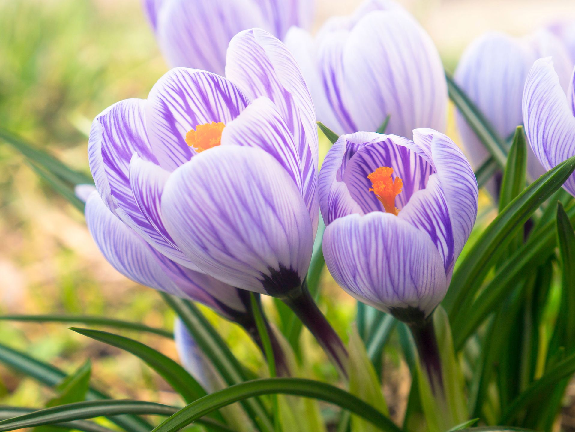 Purple and white crocuses under early spring sunlight 