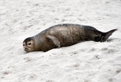 Znaleziono ciała trzech martwych fok. Jest wynik oględzin Stacji Morskiej