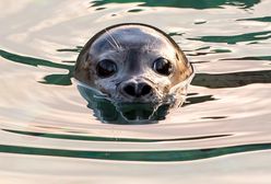 Ktoś zabija foki nad Bałtykiem. Wyznaczono nagrodę za pomoc
