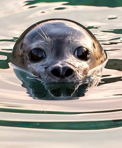 Ktoś zabija foki nad Bałtykiem. Wyznaczono nagrodę za pomoc