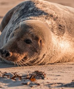 Zatoka Pucka. Kolejna martwa foka, miała rozcięty brzuch