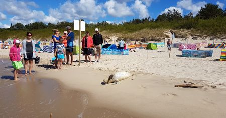 "Celebrytka" na plaży w Międzyzdrojach. Stała się miejscową atrakcją
