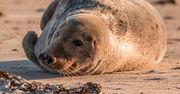 Zatoka Pucka. Kolejna martwa foka, miała rozcięty brzuch