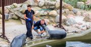 Fokarium szuka wolontariuszy. "Nie ma zmiłuj"