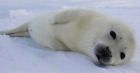 Te foki mogą umrzeć!