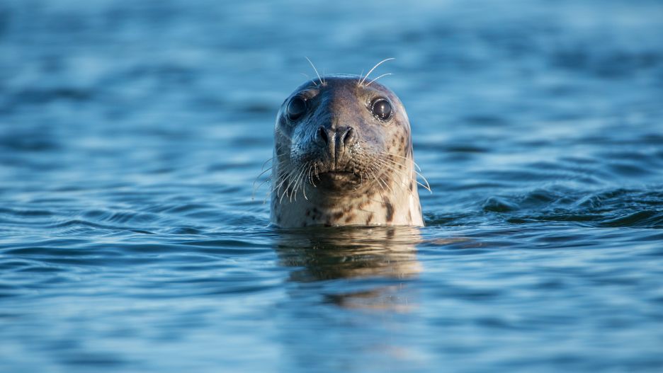 Foka nauczyła się popularnej piosenki