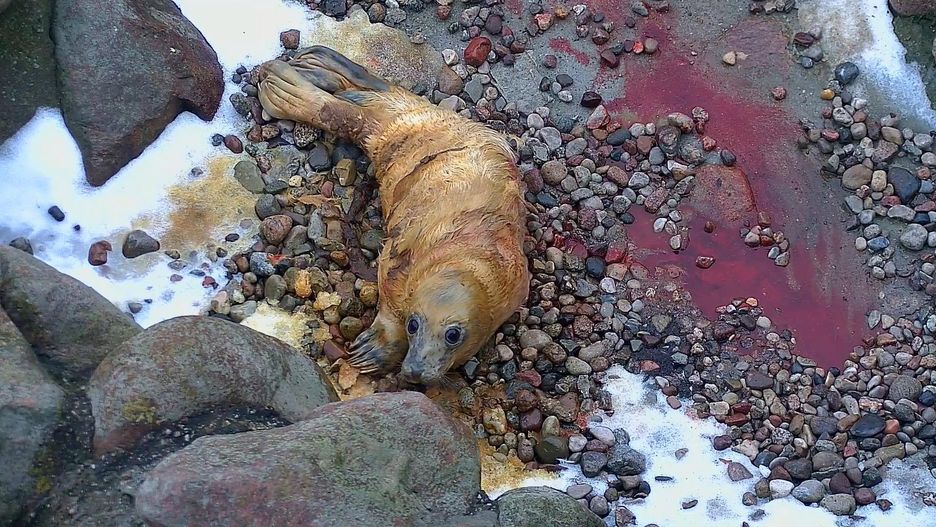 Szczenię Ewy przyszło na świat dziś rano