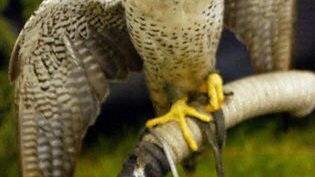 Sokół w całej okazałości