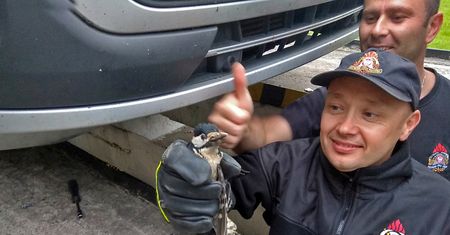 Niecodzienna akcja strażaków