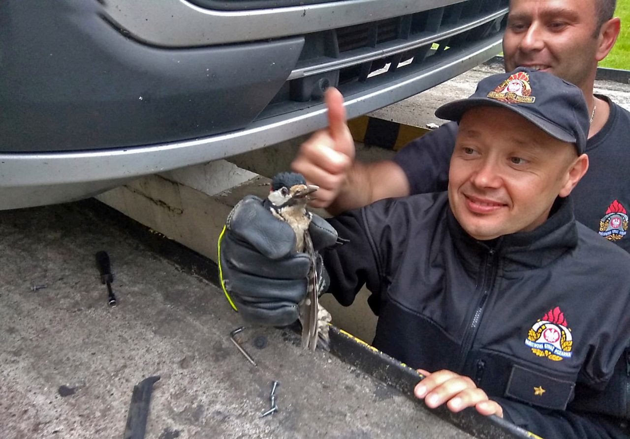 Niecodzienna akcja strażaków