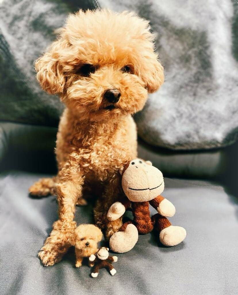 littlefeltedfriends/Instagram