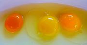 Po kolorze żółtka możesz dowiedzieć się wiele na temat pochodzenia jajka