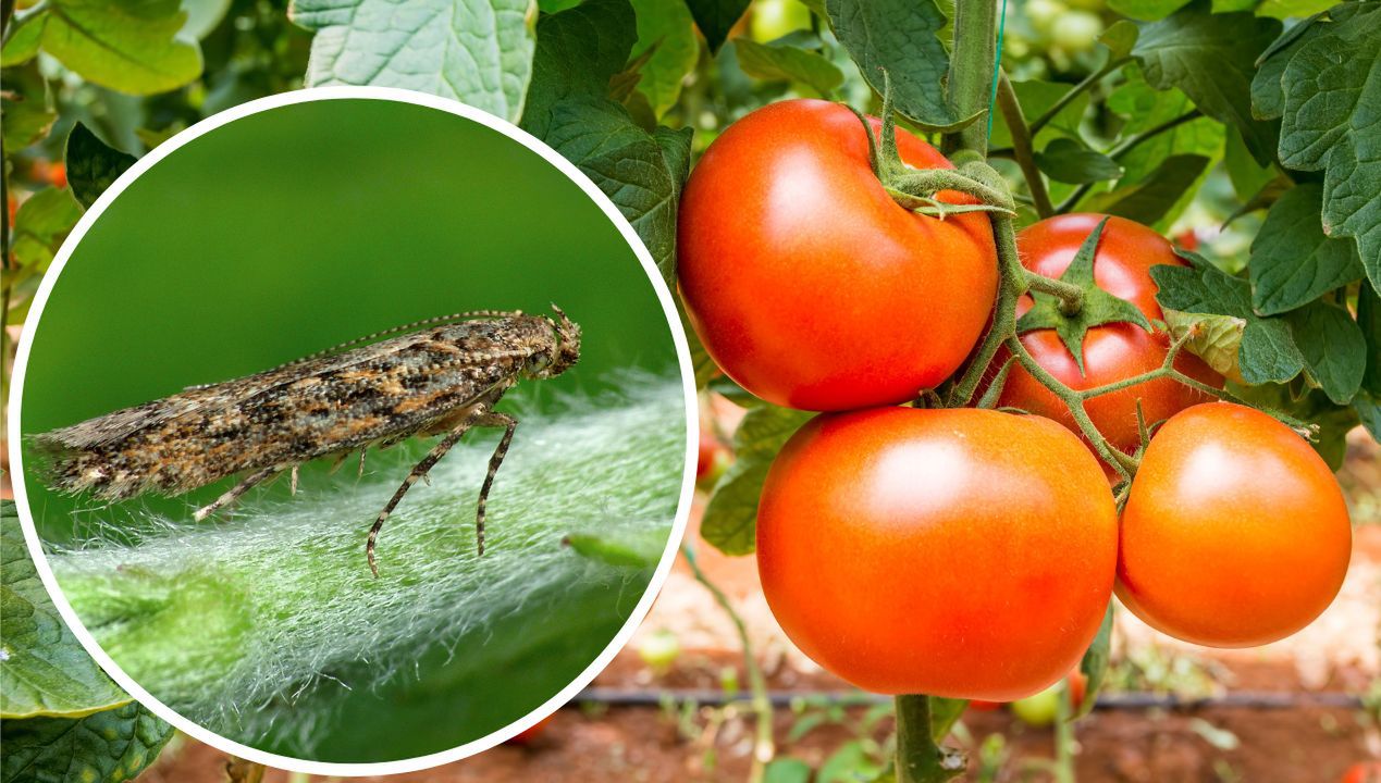 Sprawdzaj swoje pomidory. Gąsienice tego owada zjadają je od środka