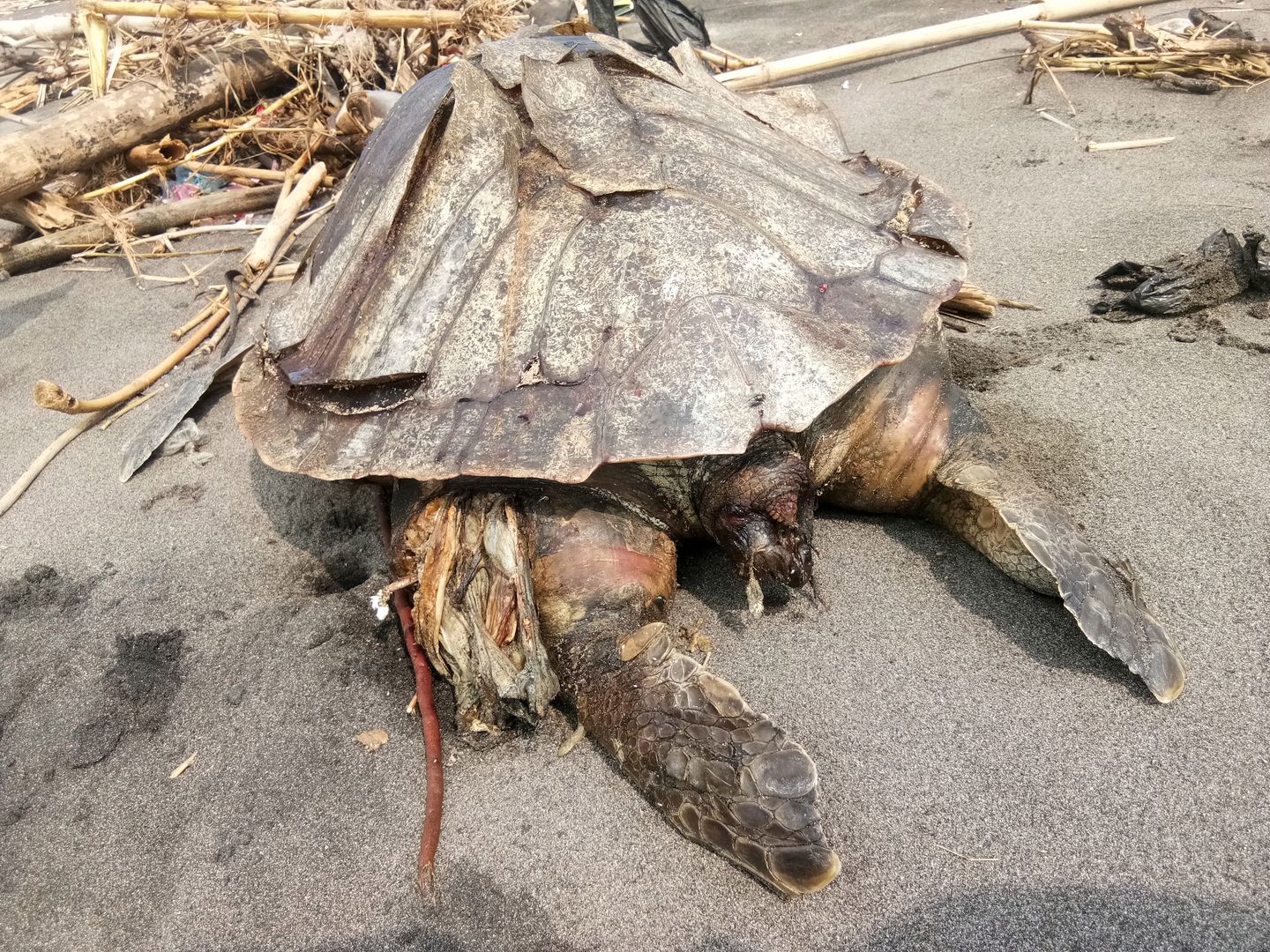 Martwy żółw w Indonezji. Plastiku było tak dużo, że rozerwał mu żołądek