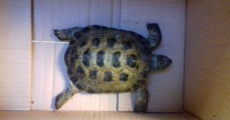 Żółw zwiał z ogrodu. Przez pół roku nie zdążył daleko uciec