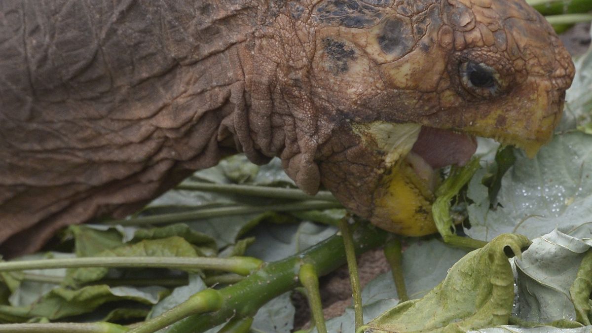 Diego, a tortoise of the endangered Chelonoidis hoodensis subspecies from Espa��ola Island, is seen in a breeding centre at the Galapagos National Park on Santa Cruz Island in the Galapagos archipelago, located some 1,000 km off Ecuador's coast, on September 10, 2016. / AFP PHOTO / RODRIGO BUENDIA