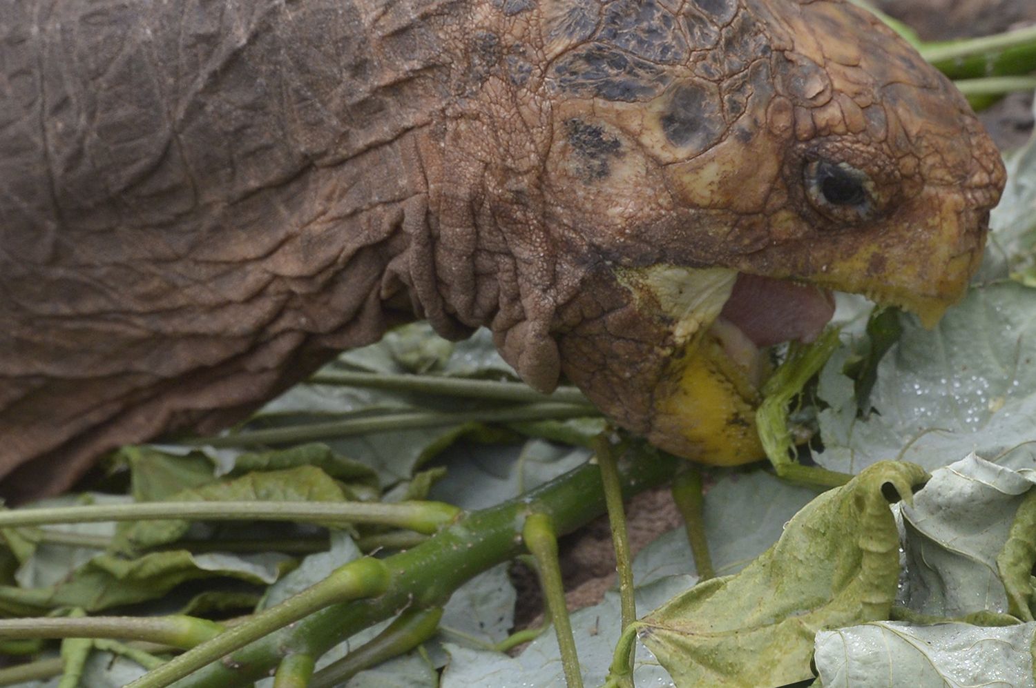 Diego, a tortoise of the endangered Chelonoidis hoodensis subspecies from Espa��ola Island, is seen in a breeding centre at the Galapagos National Park on Santa Cruz Island in the Galapagos archipelago, located some 1,000 km off Ecuador's coast, on September 10, 2016. / AFP PHOTO / RODRIGO BUENDIA
