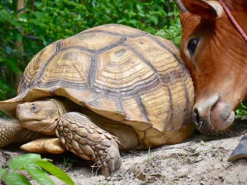 Taka przyjaźń nie zdarza się codziennie