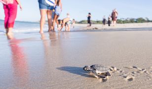 Miliony żółwi na meksykańskich plażach. Prawdziwa walka o przetrwanie