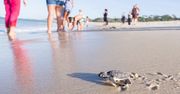 Miliony żółwi na meksykańskich plażach. Prawdziwa walka o przetrwanie