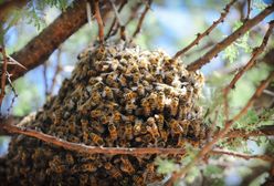 Katastrofa ekologiczna na Pomorzu. Tysiące pszczół martwych