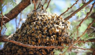 Katastrofa ekologiczna na Pomorzu. Tysiące pszczół martwych