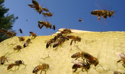 Pszczoły nie chcą pracować na nocną zmianę