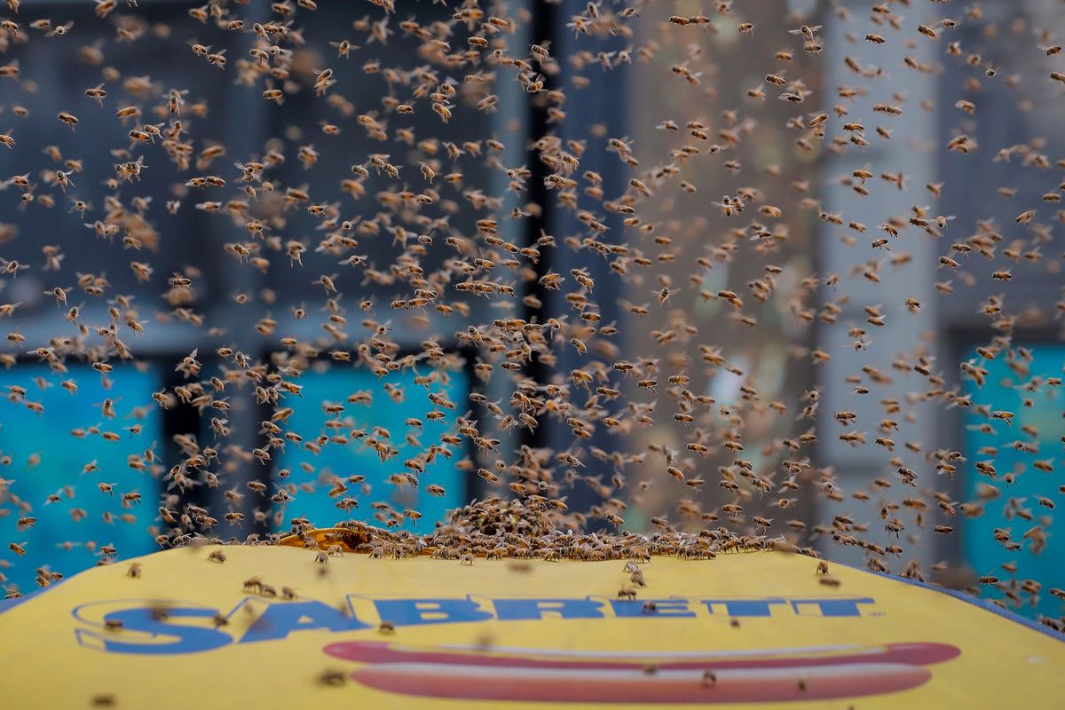Pszczoły nawiedziły Times Square. Niecodzienny widok w Nowym Jorku
