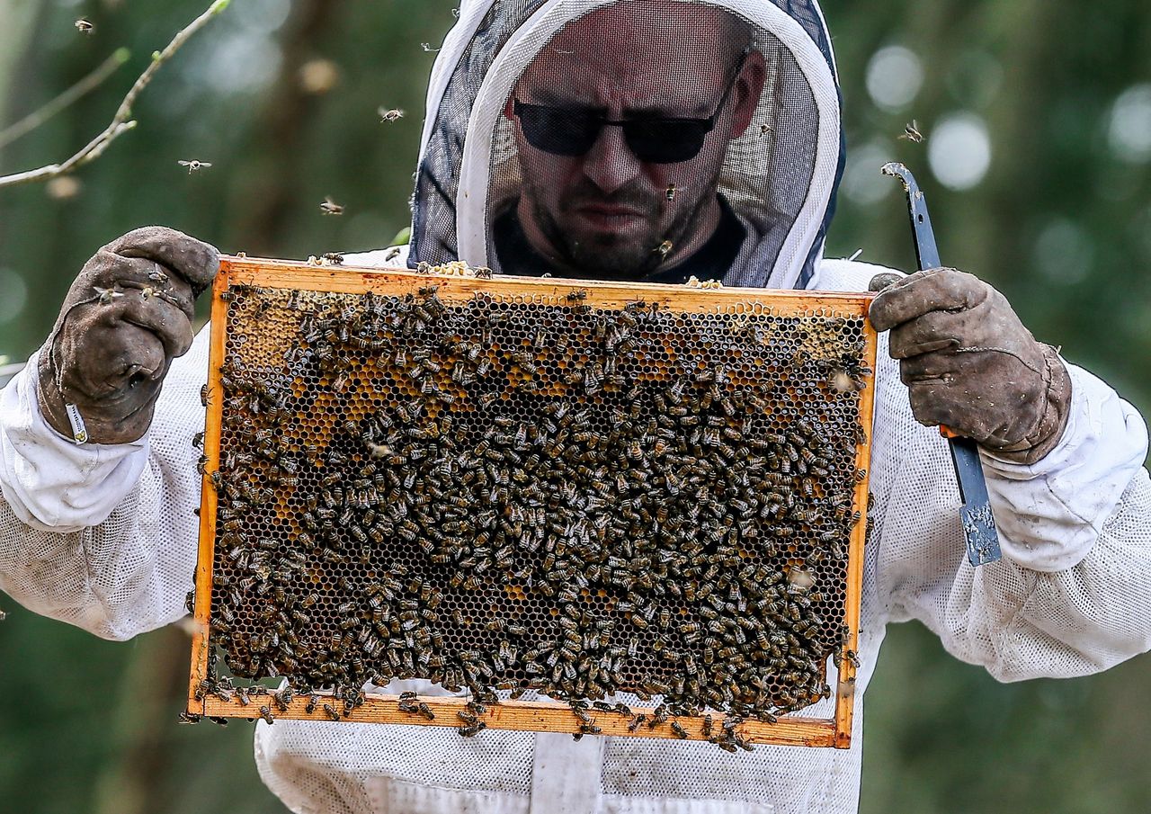 Zgnilec amerykański atakuje pszczoły. Będą duże straty