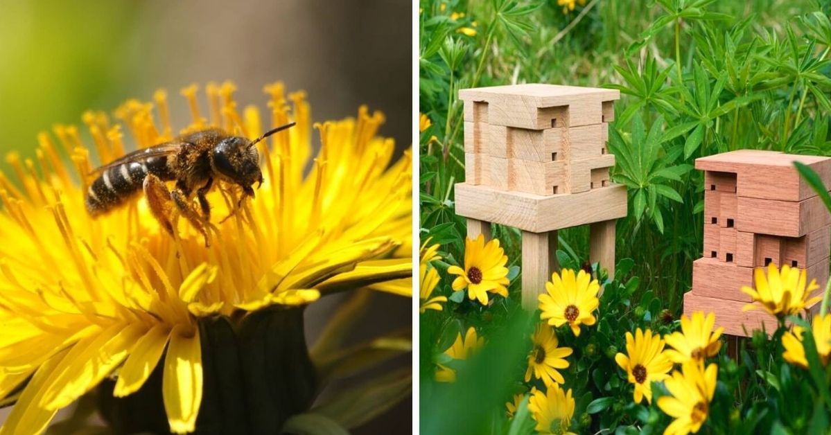 Pomóż przetrwać pszczołom i zbuduj swój własny domowy ul. Fantastyczna inicjatywa sklepu Ikea