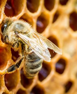 Trzy czwarte Polaków wierzy w mity dotyczące pszczół. Czego o nich nie wiemy? Zdziwisz się